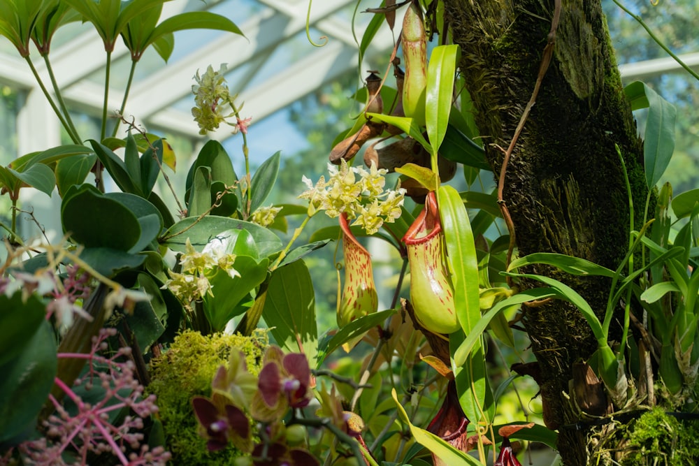a variety of plants growing in a greenhouse