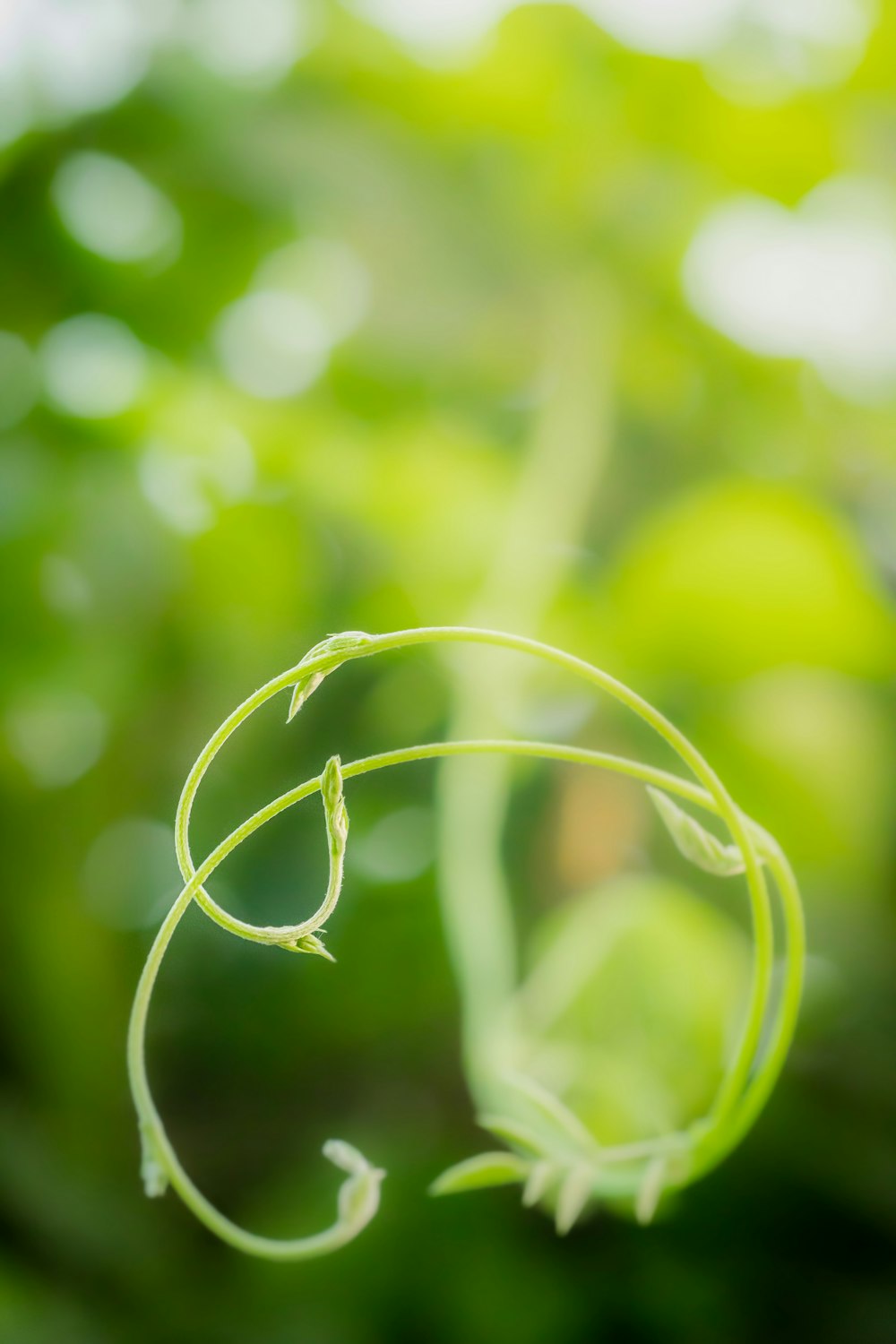 a close up of a plant with a blurry background