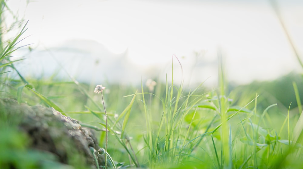 a blurry photo of grass and a rock