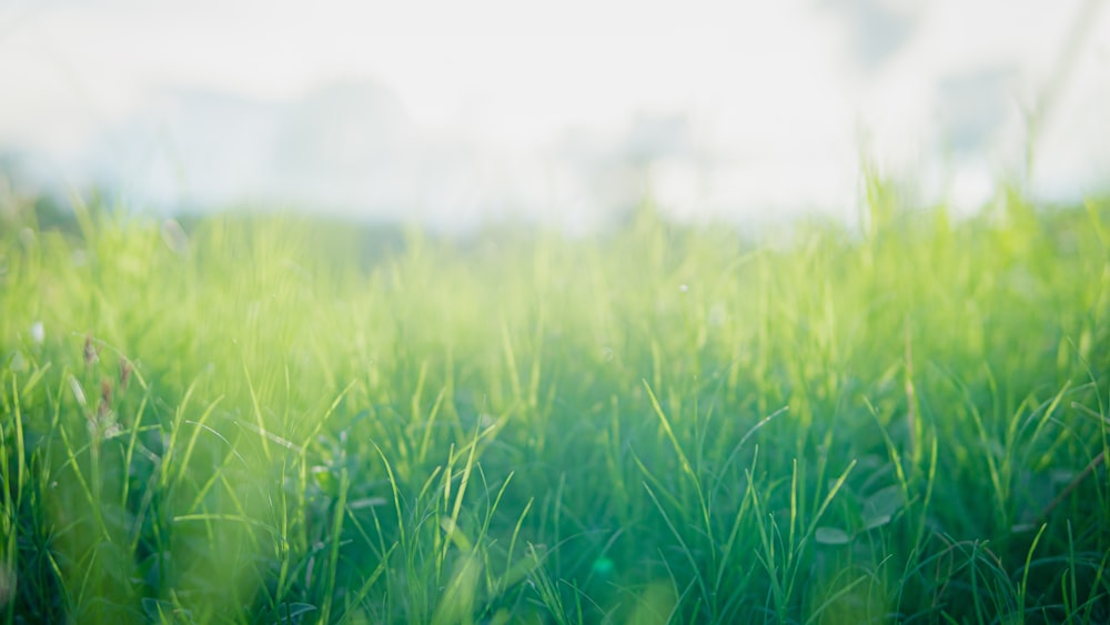 a blurry photo of a field of grass