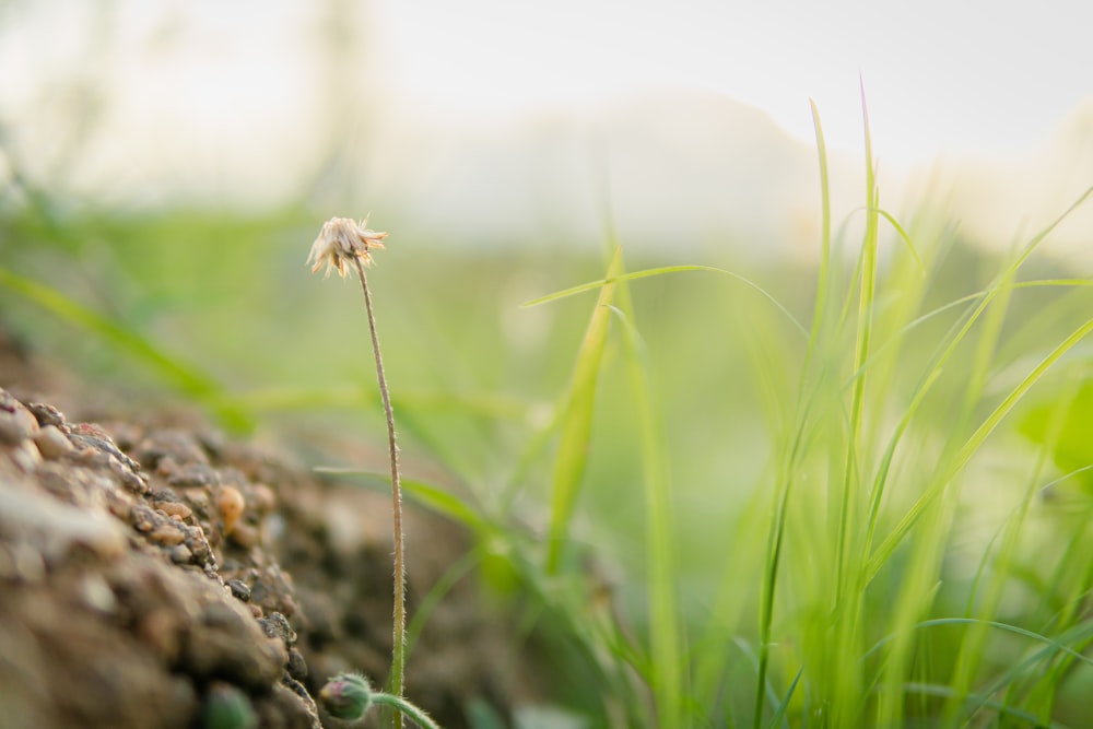 a close up of a plant growing out of the ground