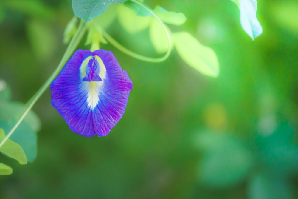 a blue flower with a white center is hanging from a branch