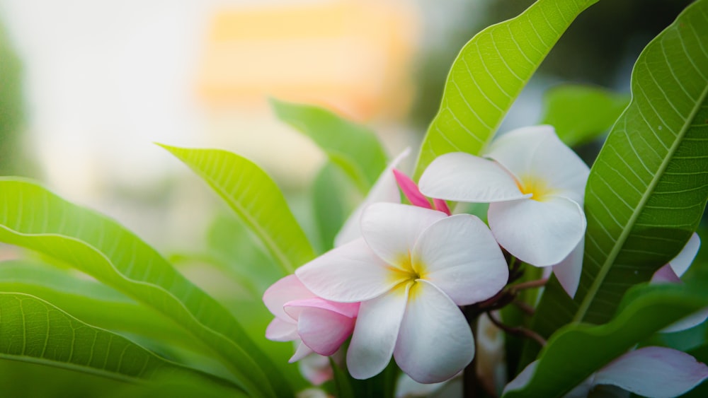 a white and pink flower with green leaves