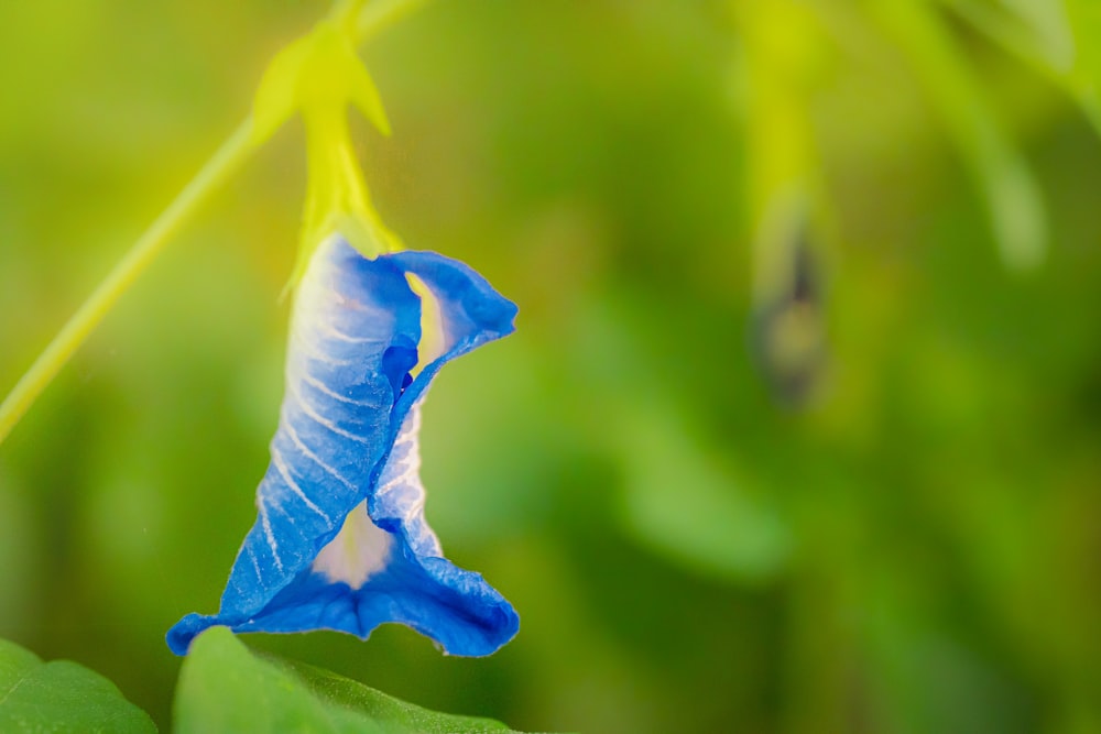 a blue flower that is growing on a plant