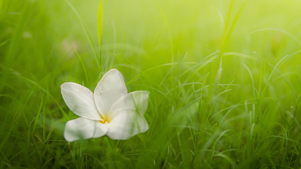 a single white flower sitting in the grass