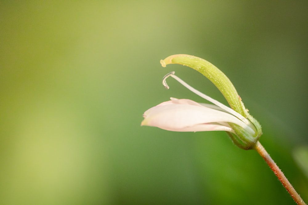 a small white flower with a green stem