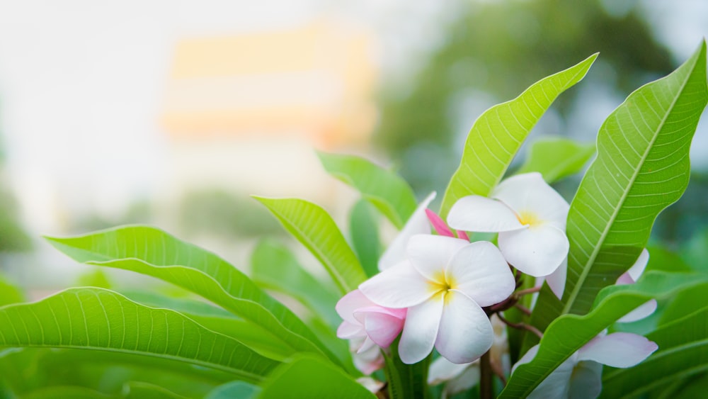 a white and pink flower with green leaves