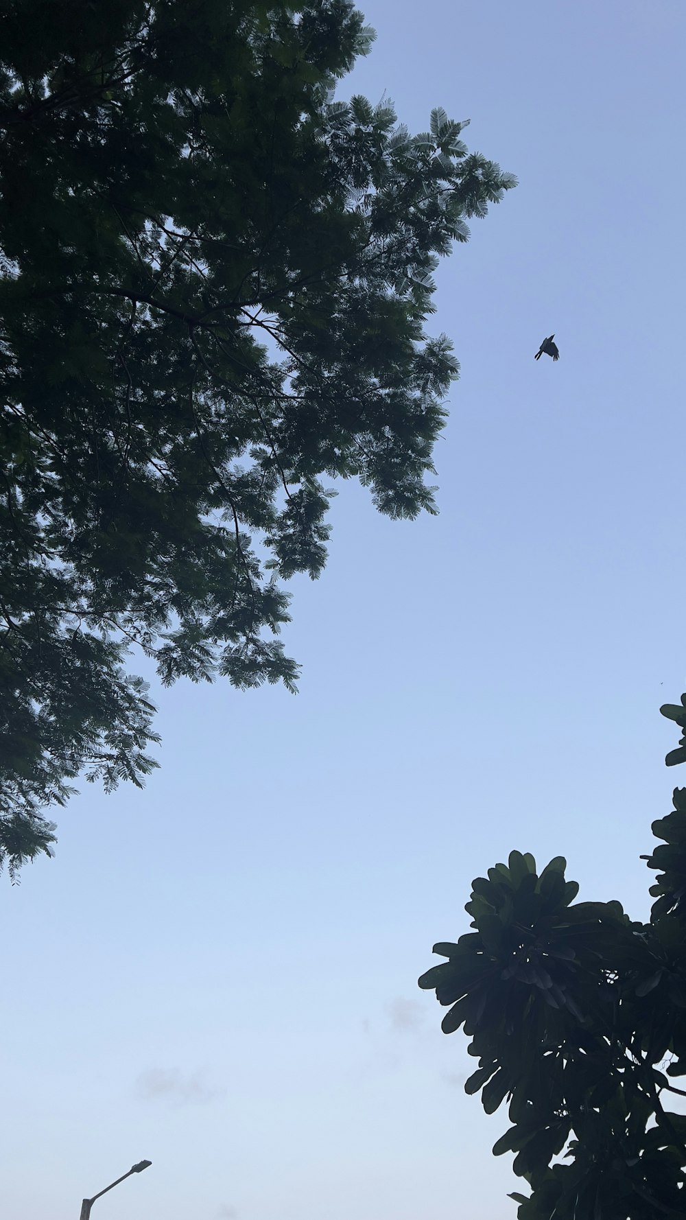 a bird flying in the sky above a tree