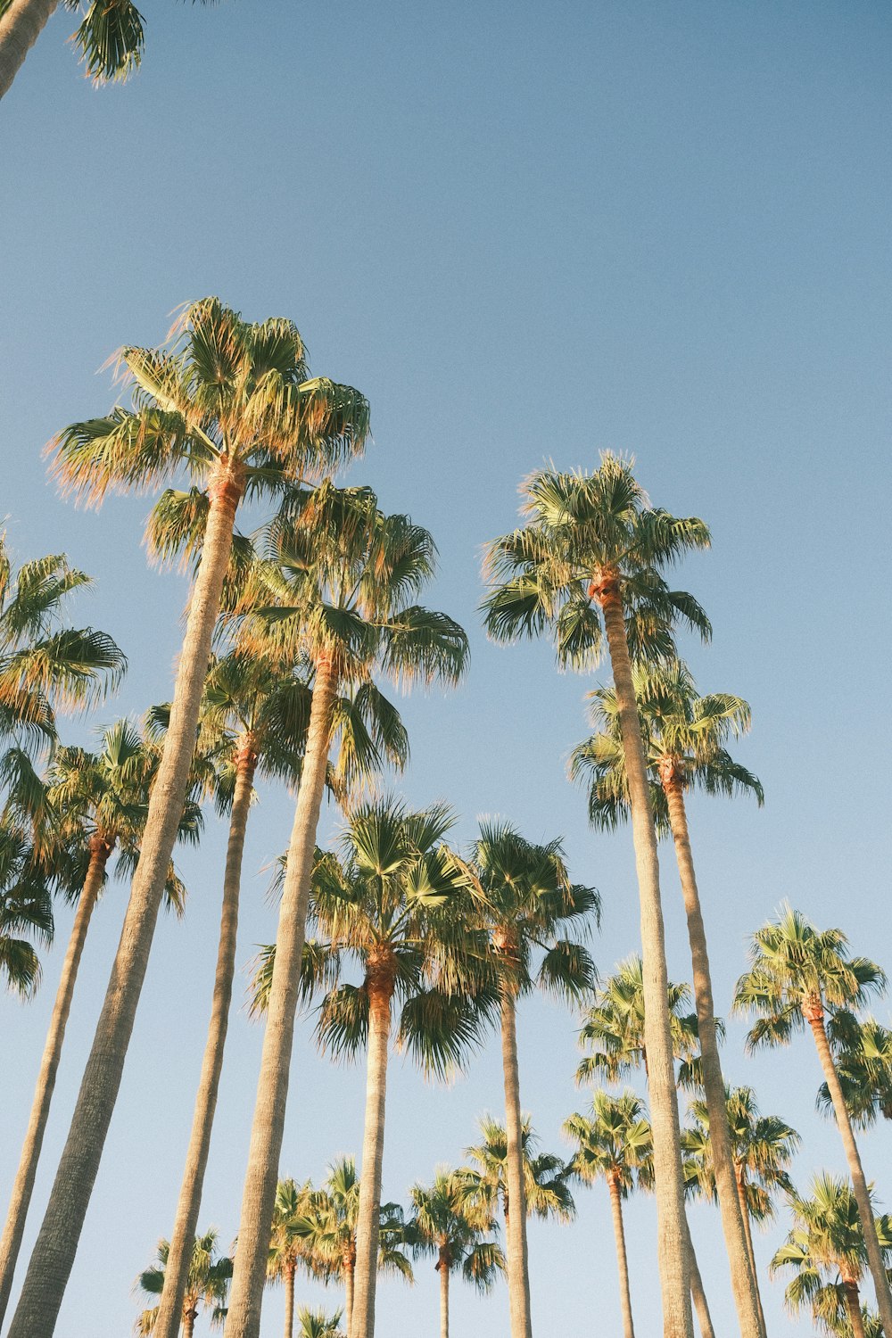 eine Reihe von Palmen vor blauem Himmel