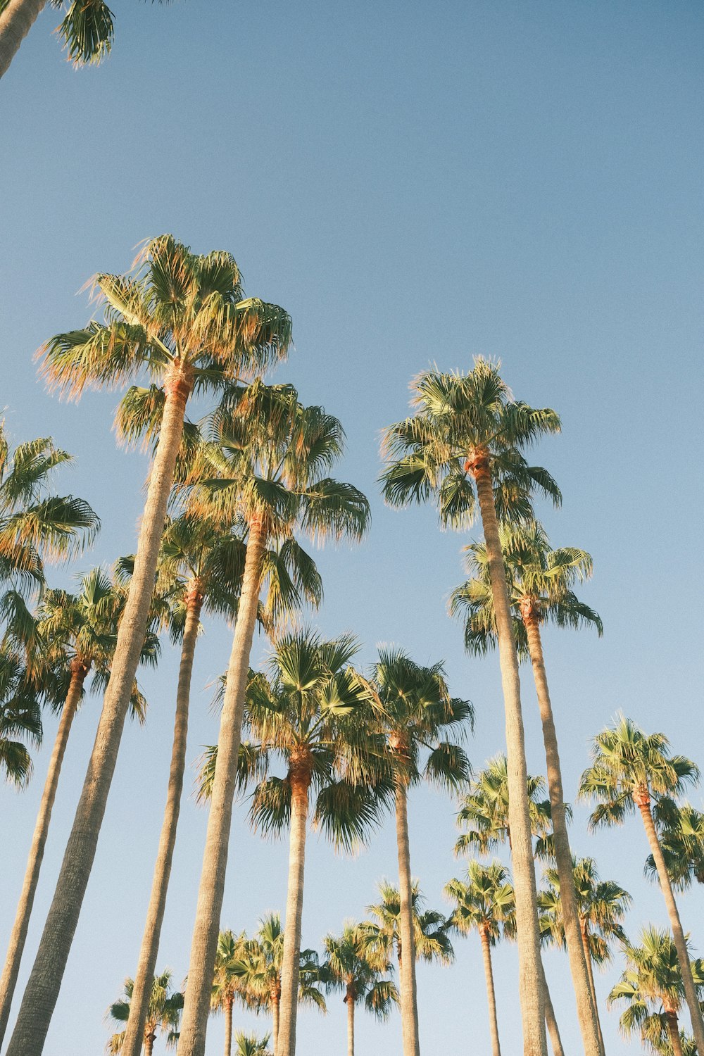 a row of palm trees against a blue sky