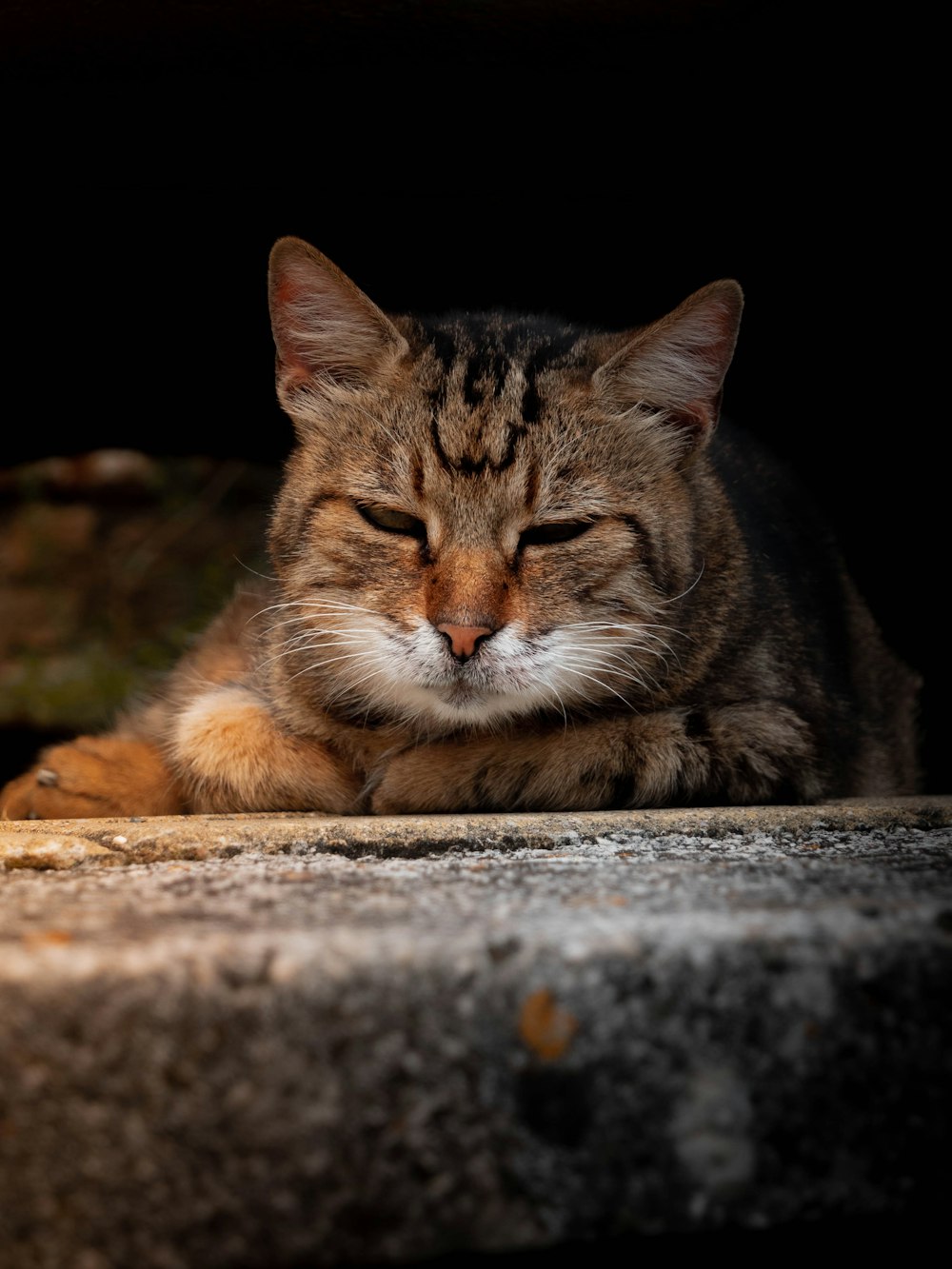 a close up of a cat laying on the ground