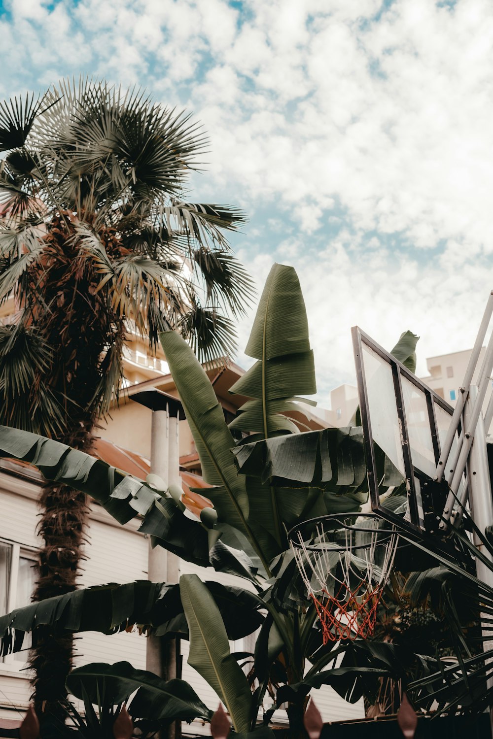 a palm tree in front of a building