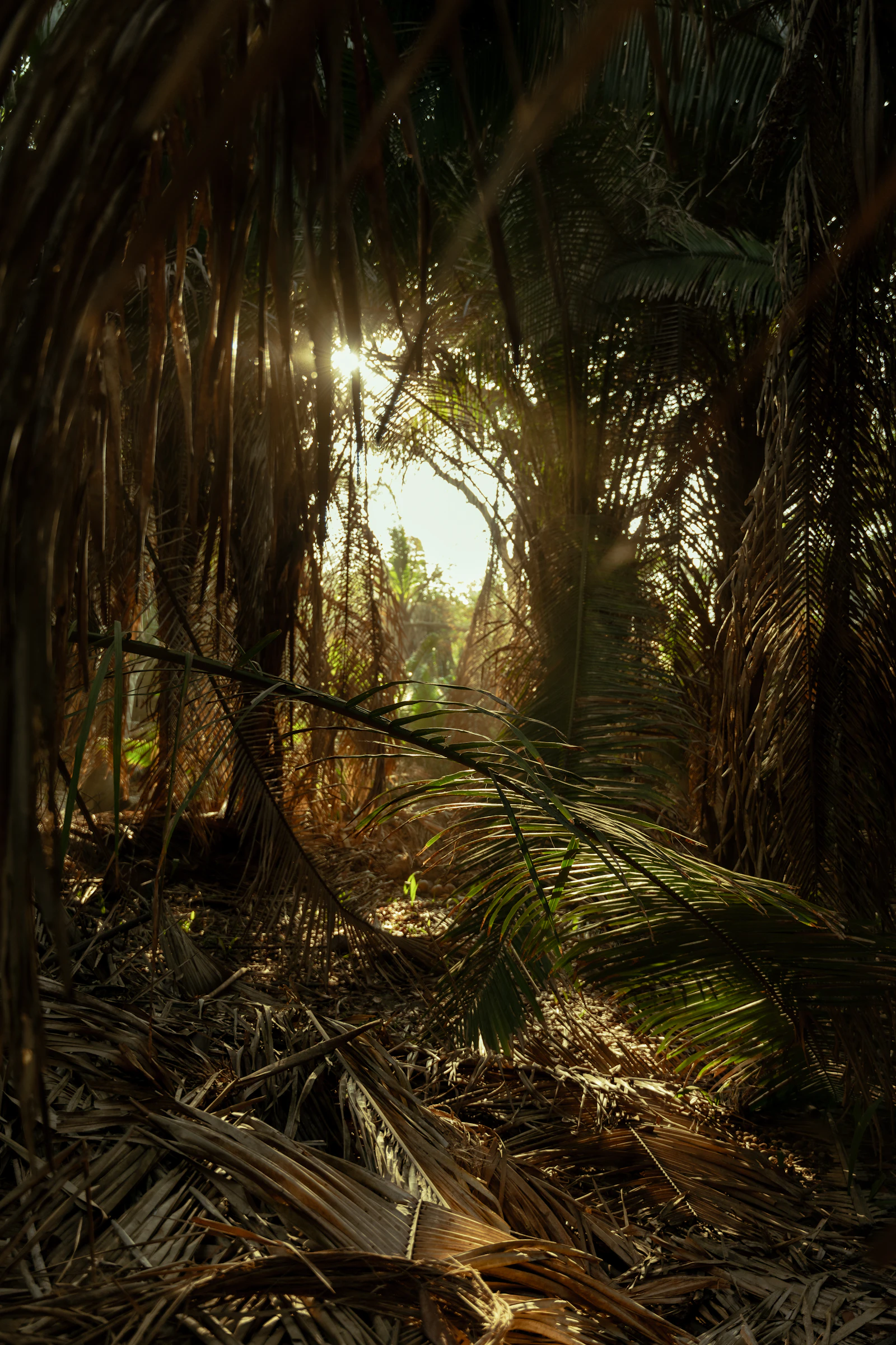 Jungle canopy with sunlight
