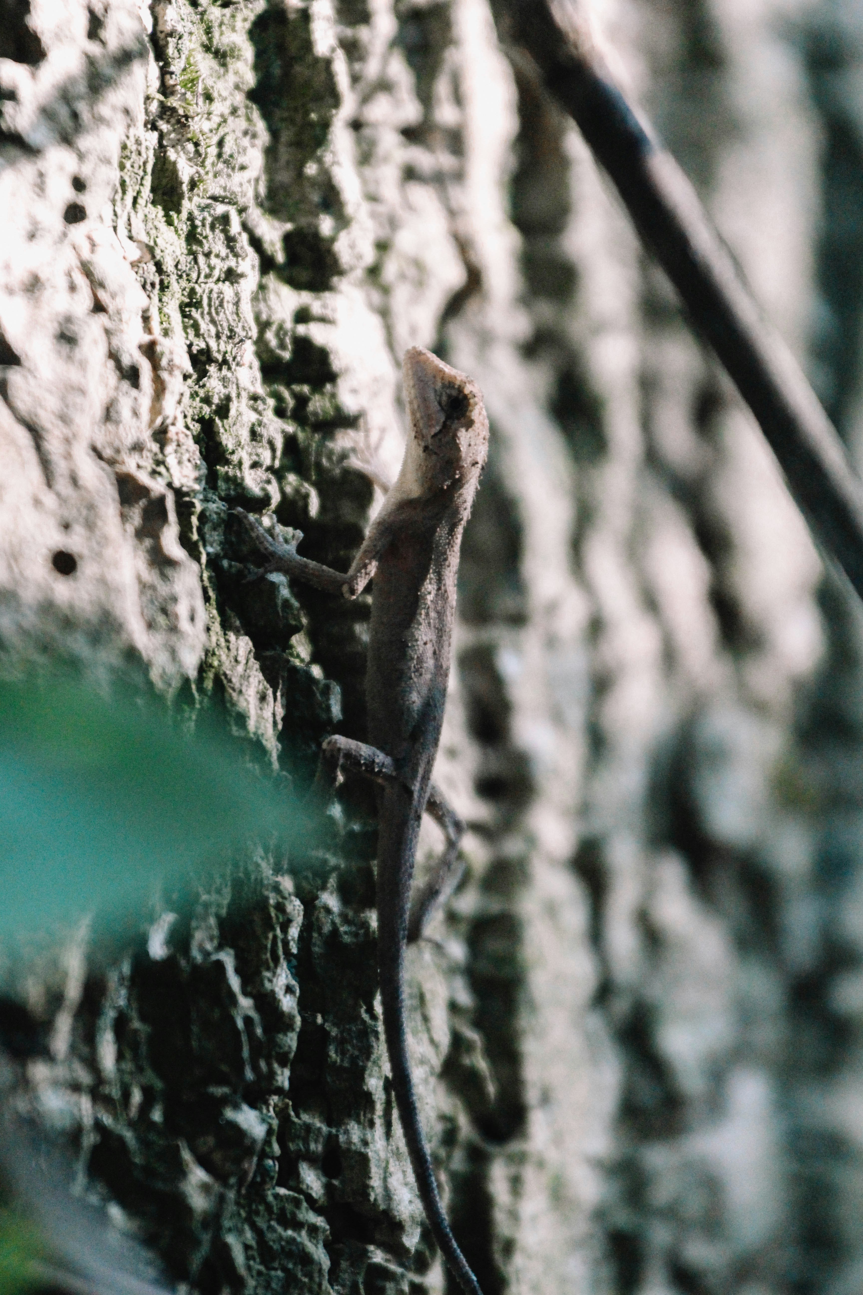 Eine Eidechse klettert an der Seite eines Baumes hinauf