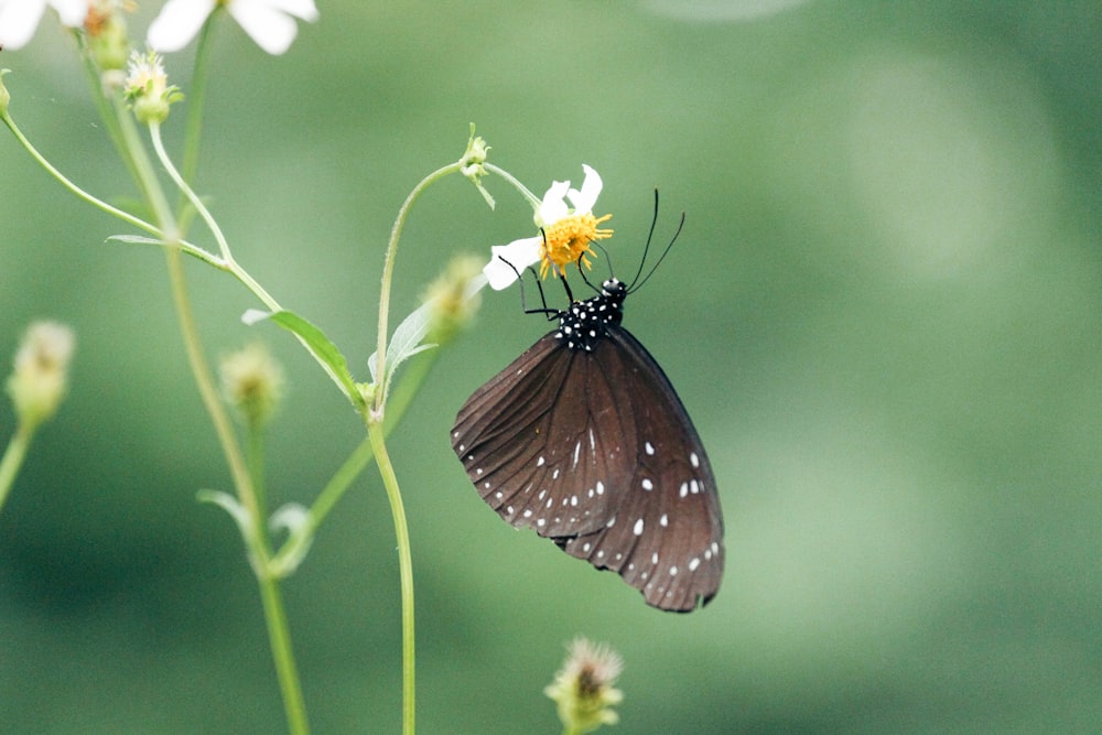 a brown and white butterfly sitting on a flower