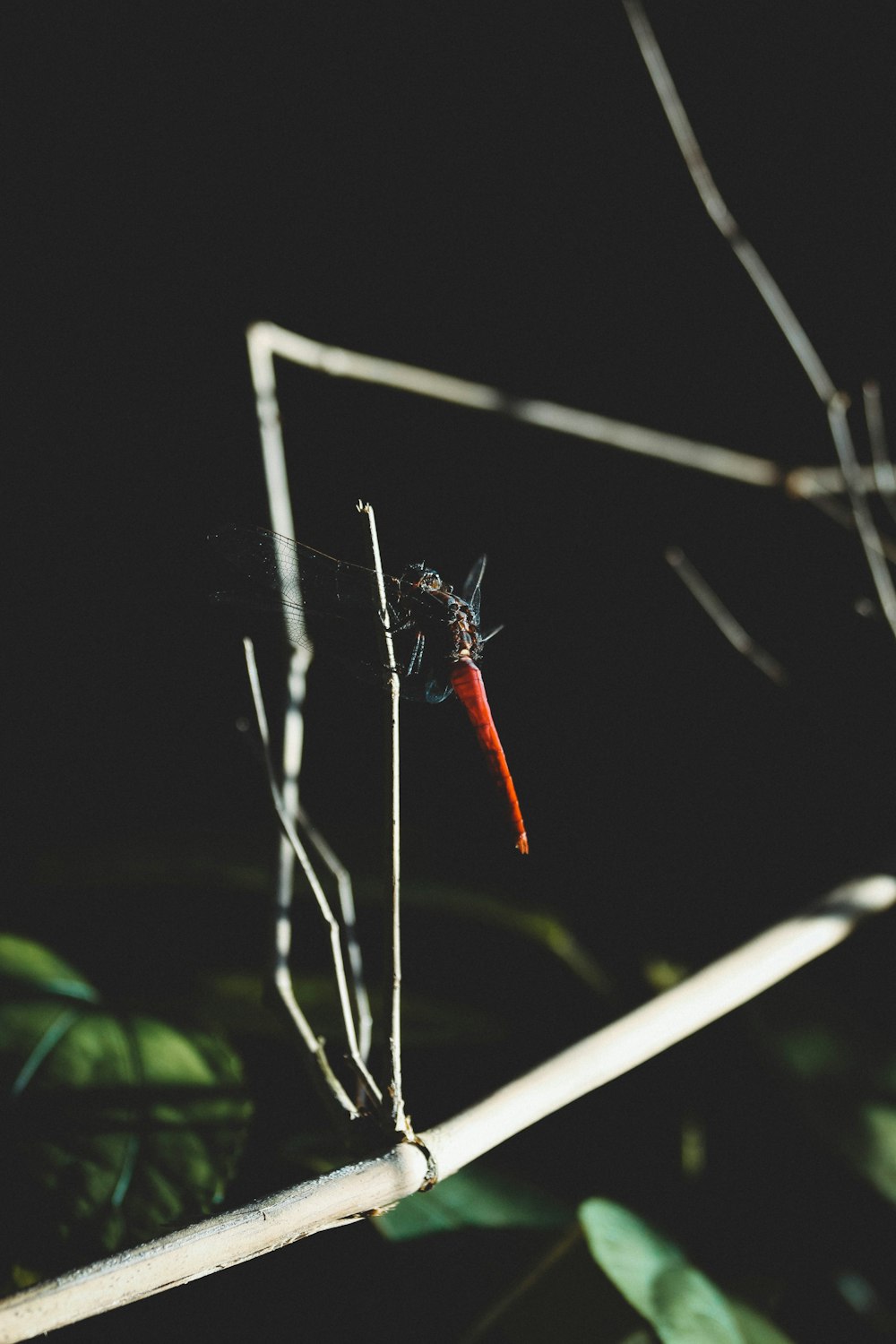 a red and black insect sitting on top of a tree branch