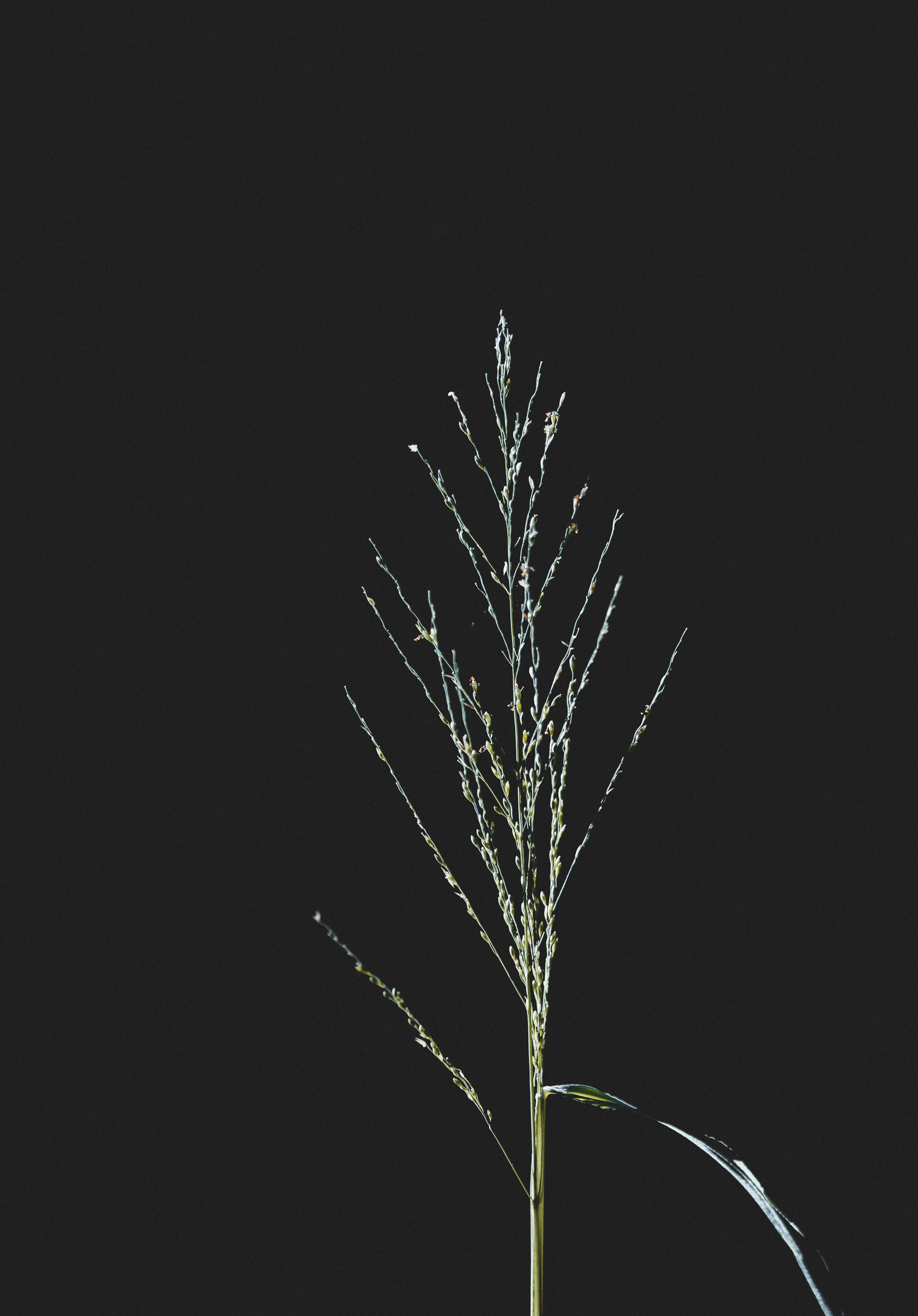 Eine Pflanze leuchtet im Dunkeln