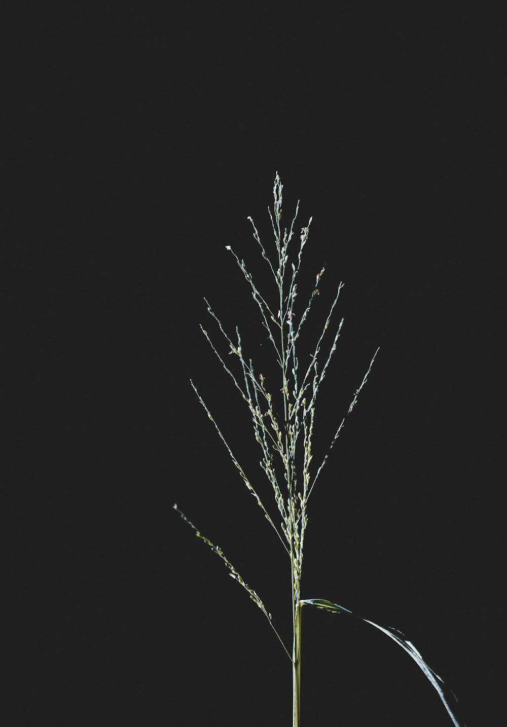 a plant is lit up in the dark