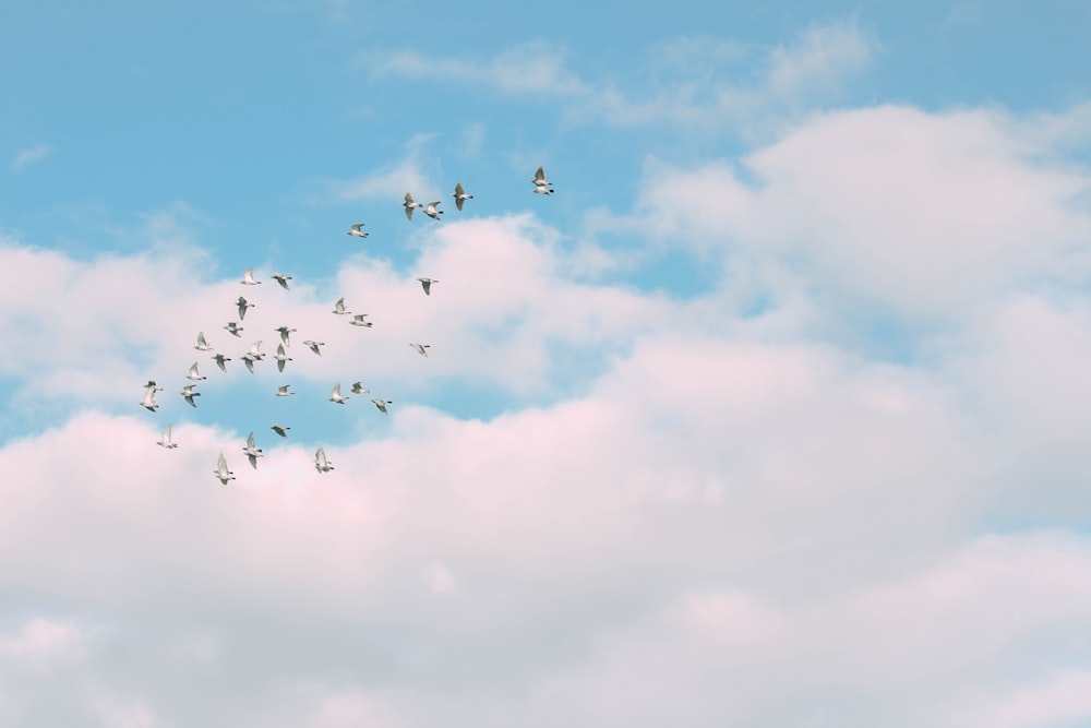 a flock of birds flying through a cloudy blue sky