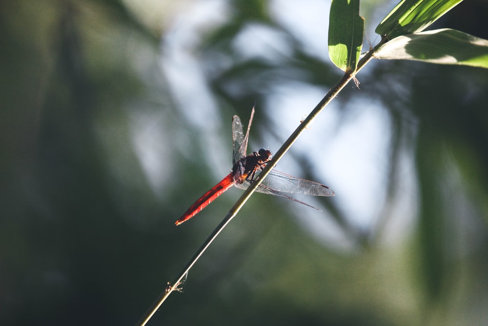 a red dragonfly sitting on a green plant
