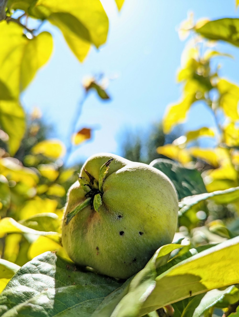 a green apple sitting on top of a leafy tree