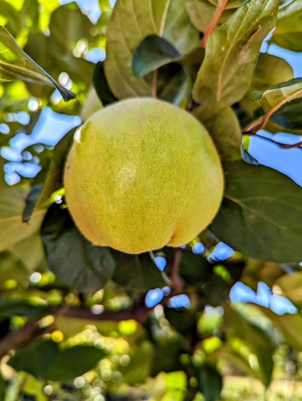 a close up of a fruit on a tree