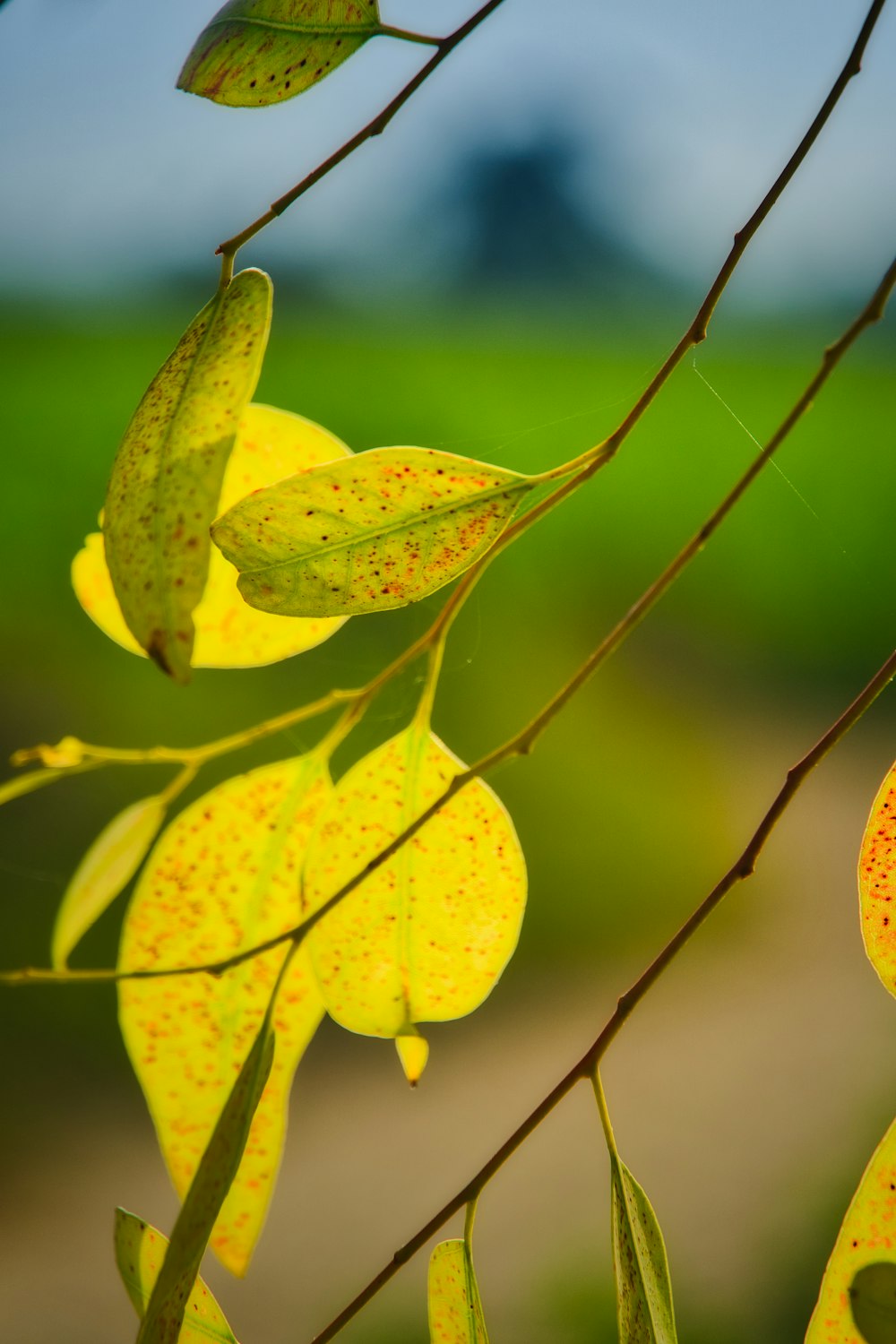 a close up of a tree branch with leaves