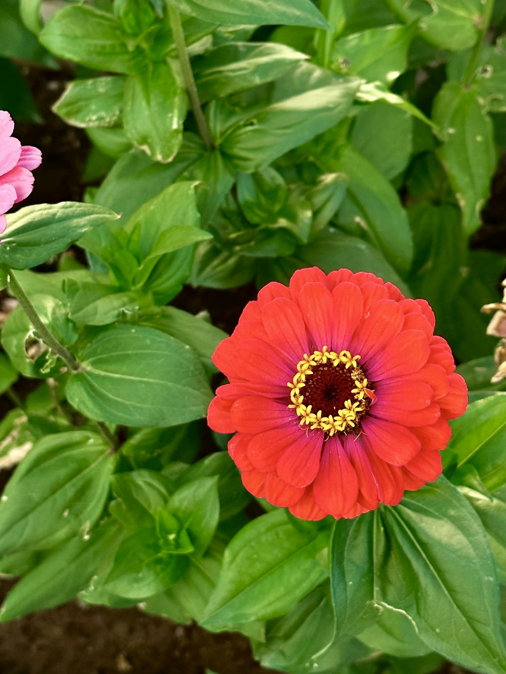a red and a pink flower in a garden