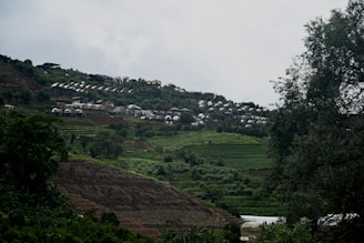 a lush green hillside covered in lots of trees