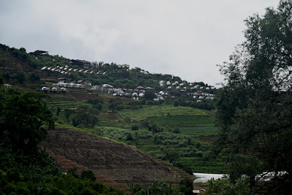 a lush green hillside covered in lots of trees
