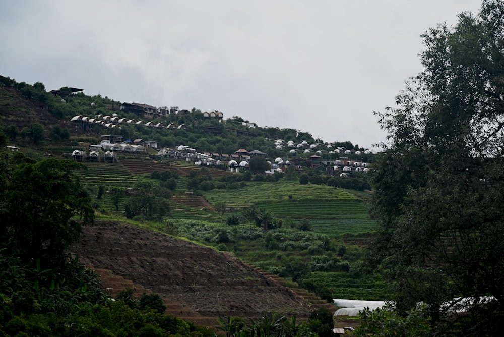 a lush green hillside covered in lots of trees