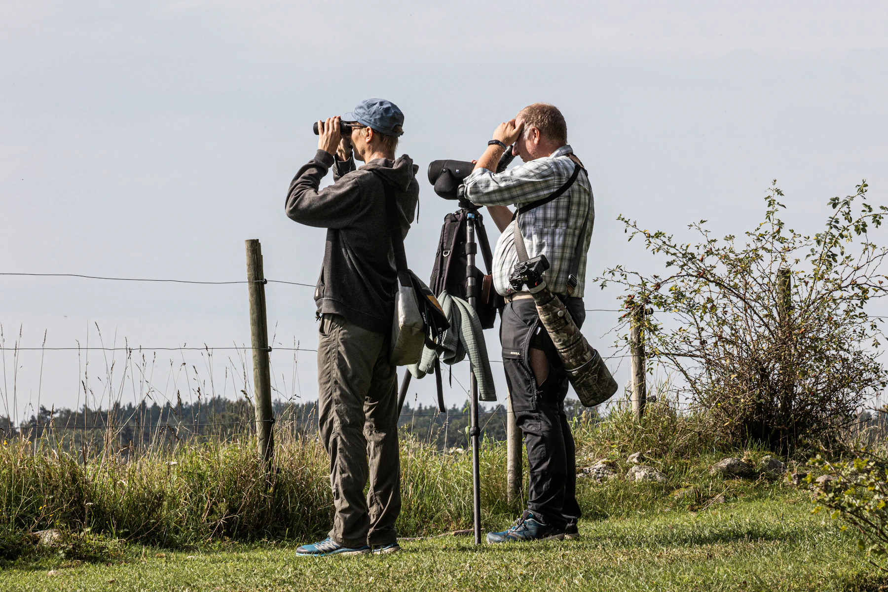 Two birders standing in a grassy field beside a wire fence, one with binoculars raised, a spotting scope on a tripod between them