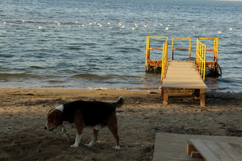 a dog standing on a beach next to a dock