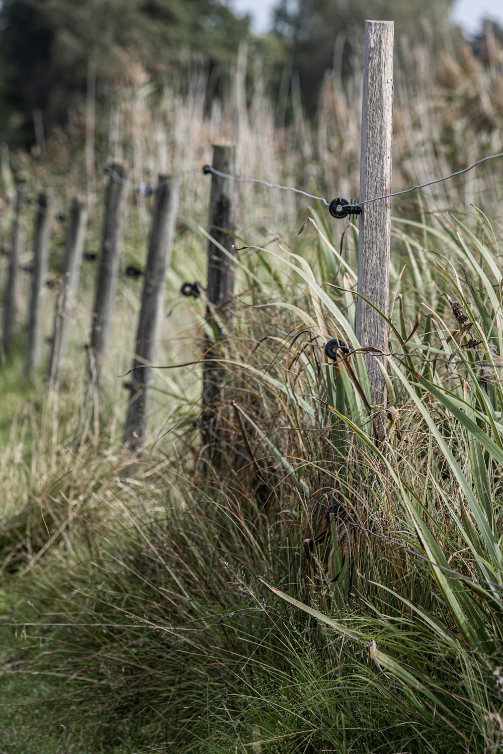 a wooden fence in a field with tall grass