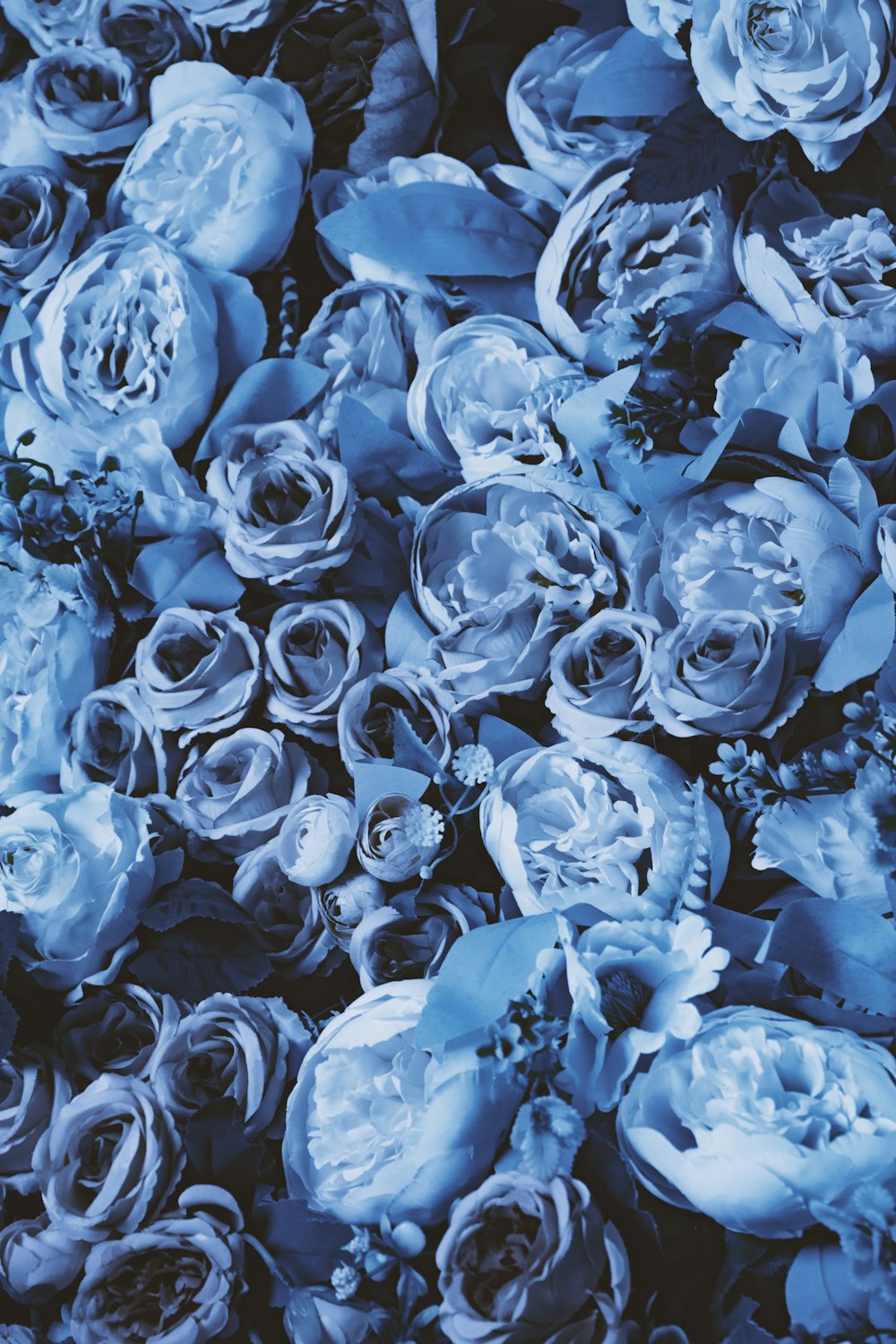 a bunch of flowers that are blue and white