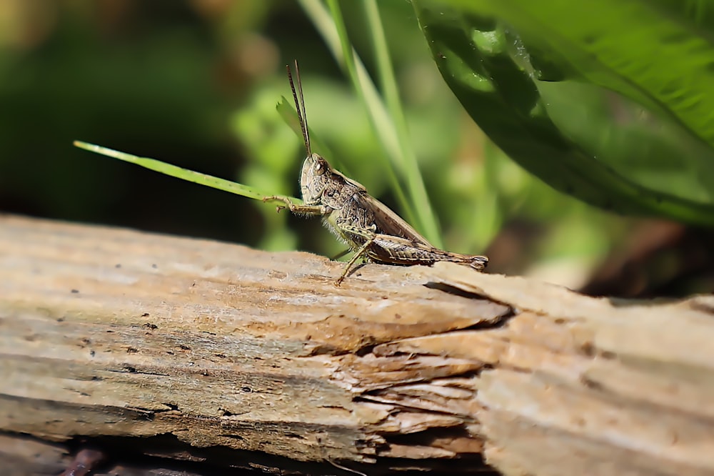 a close up of a grasshopper on a log