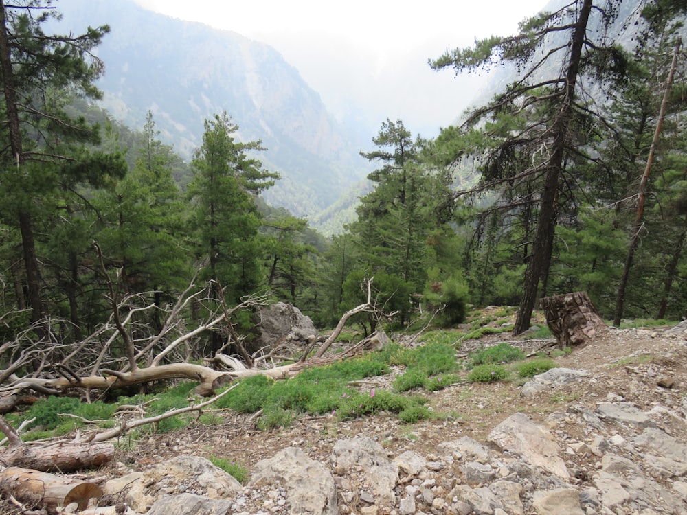 una ladera rocosa con árboles y rocas en primer plano