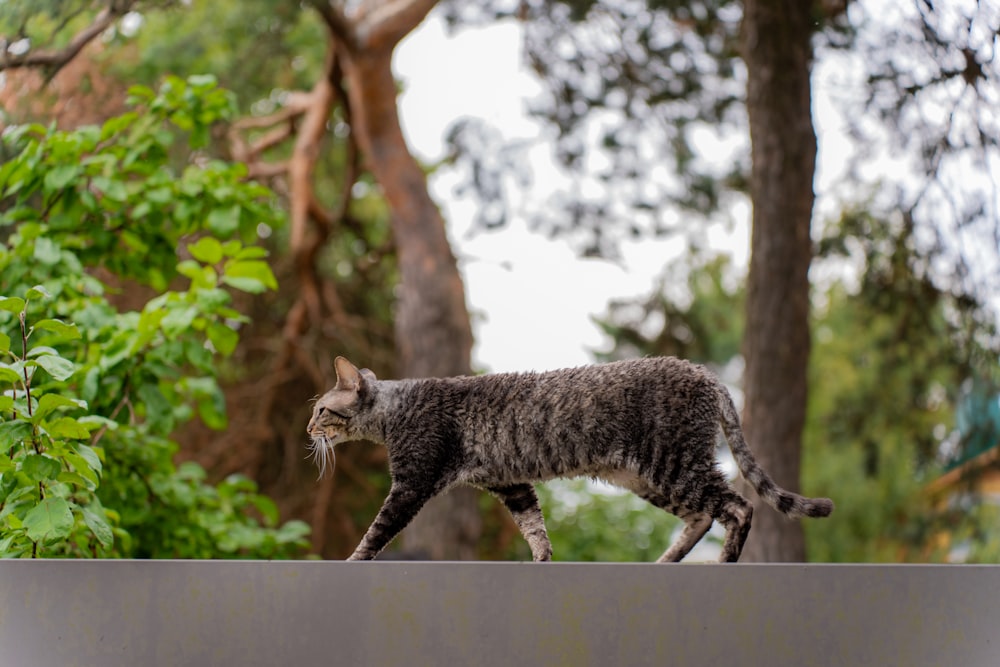 a cat walking on top of a metal wall