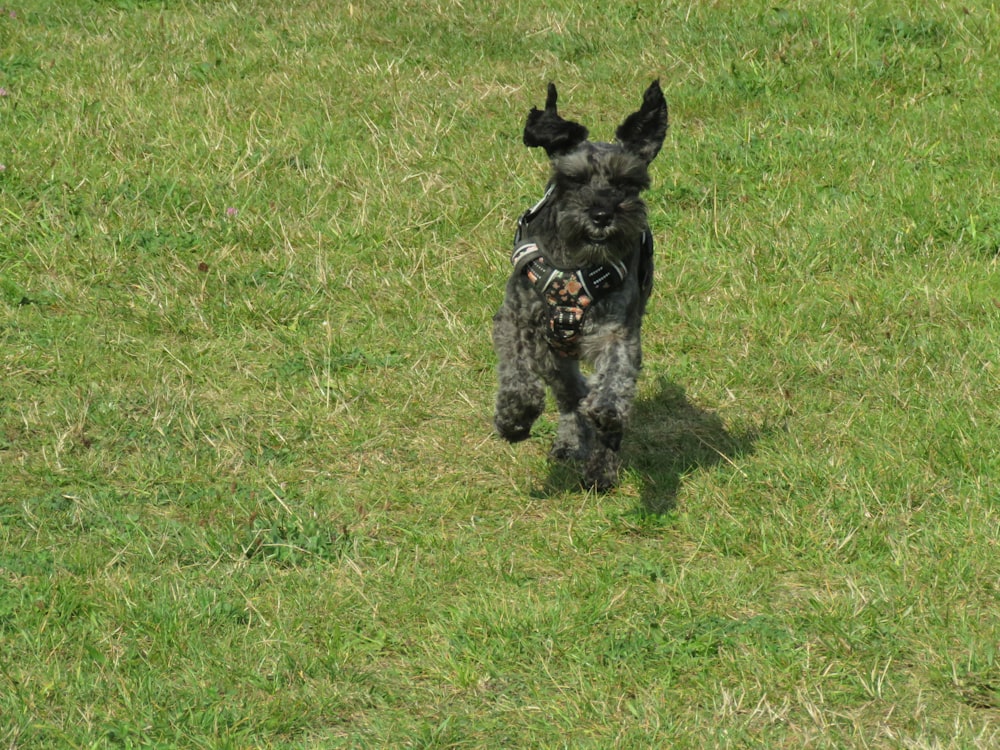 a black dog running across a lush green field