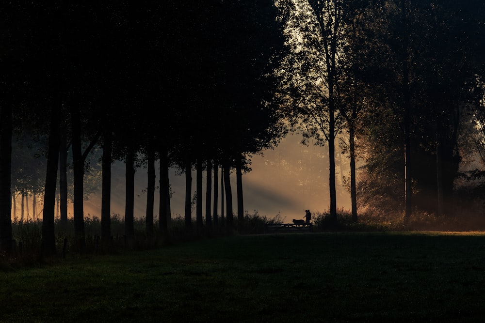 a park bench sitting in the middle of a forest