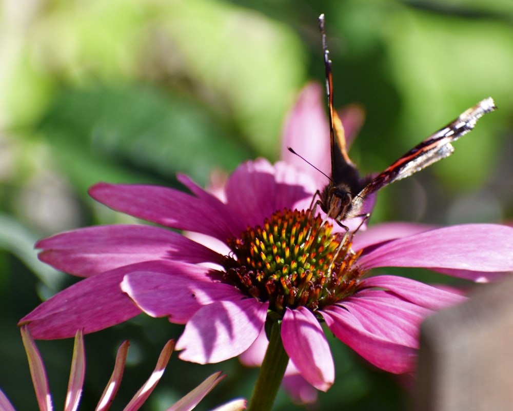 a close up of a flower with a butterfly on it