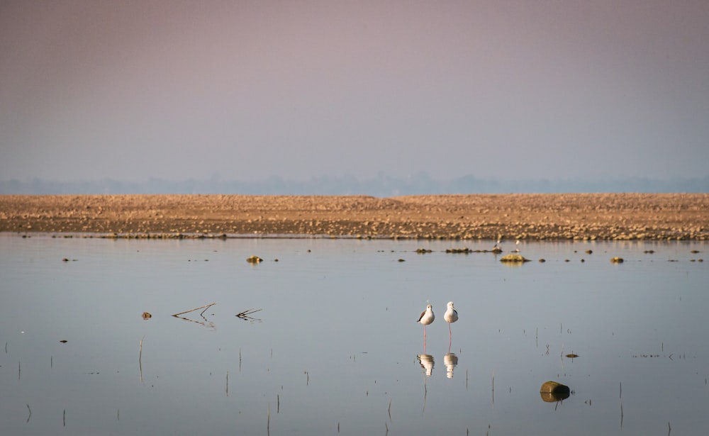 a couple of birds standing on top of a body of water