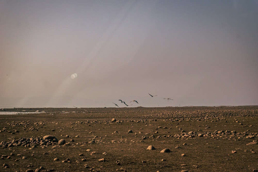 a flock of birds flying over a rocky beach