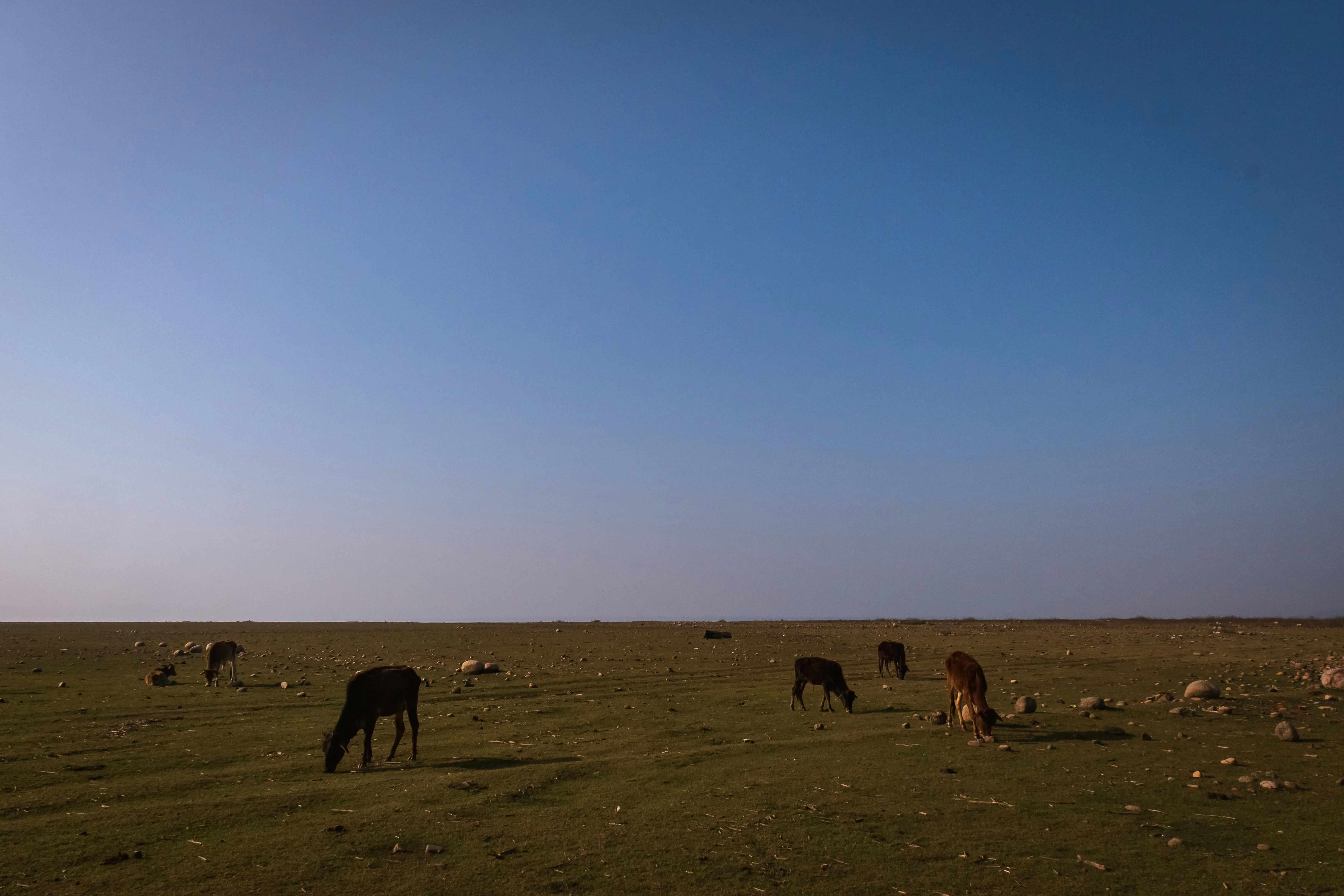 Photo by abhishek180290