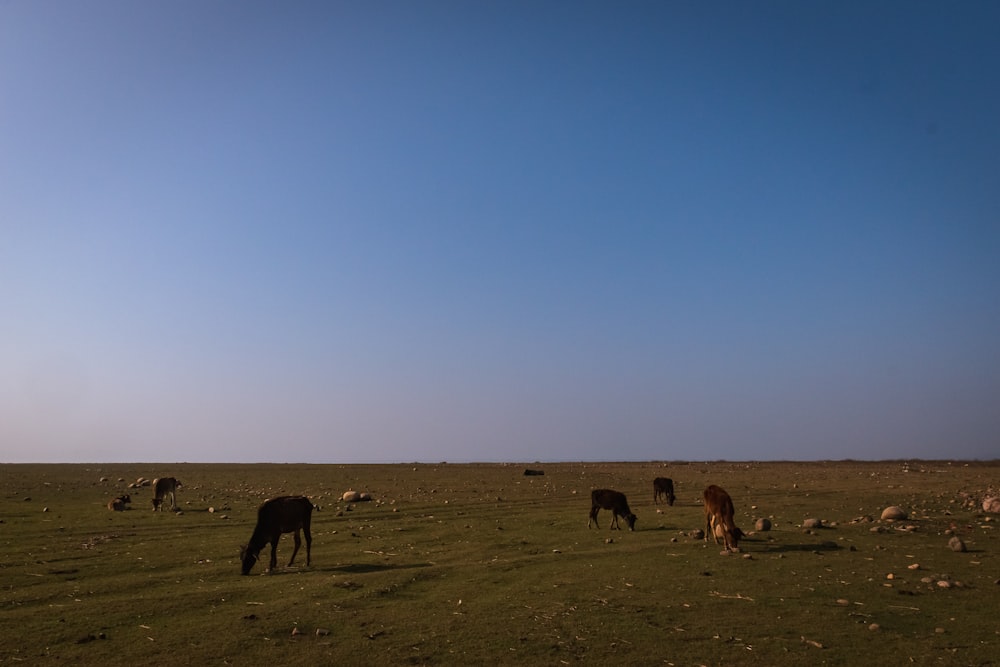 a herd of horses grazing on a lush green field