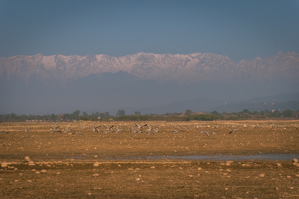 a flock of birds flying over a dry grass field