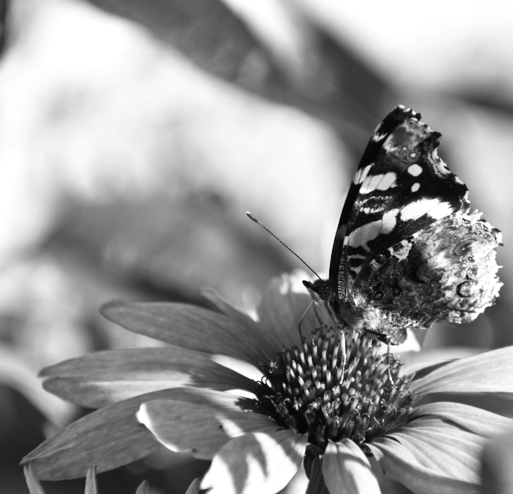 a black and white photo of a butterfly on a flower