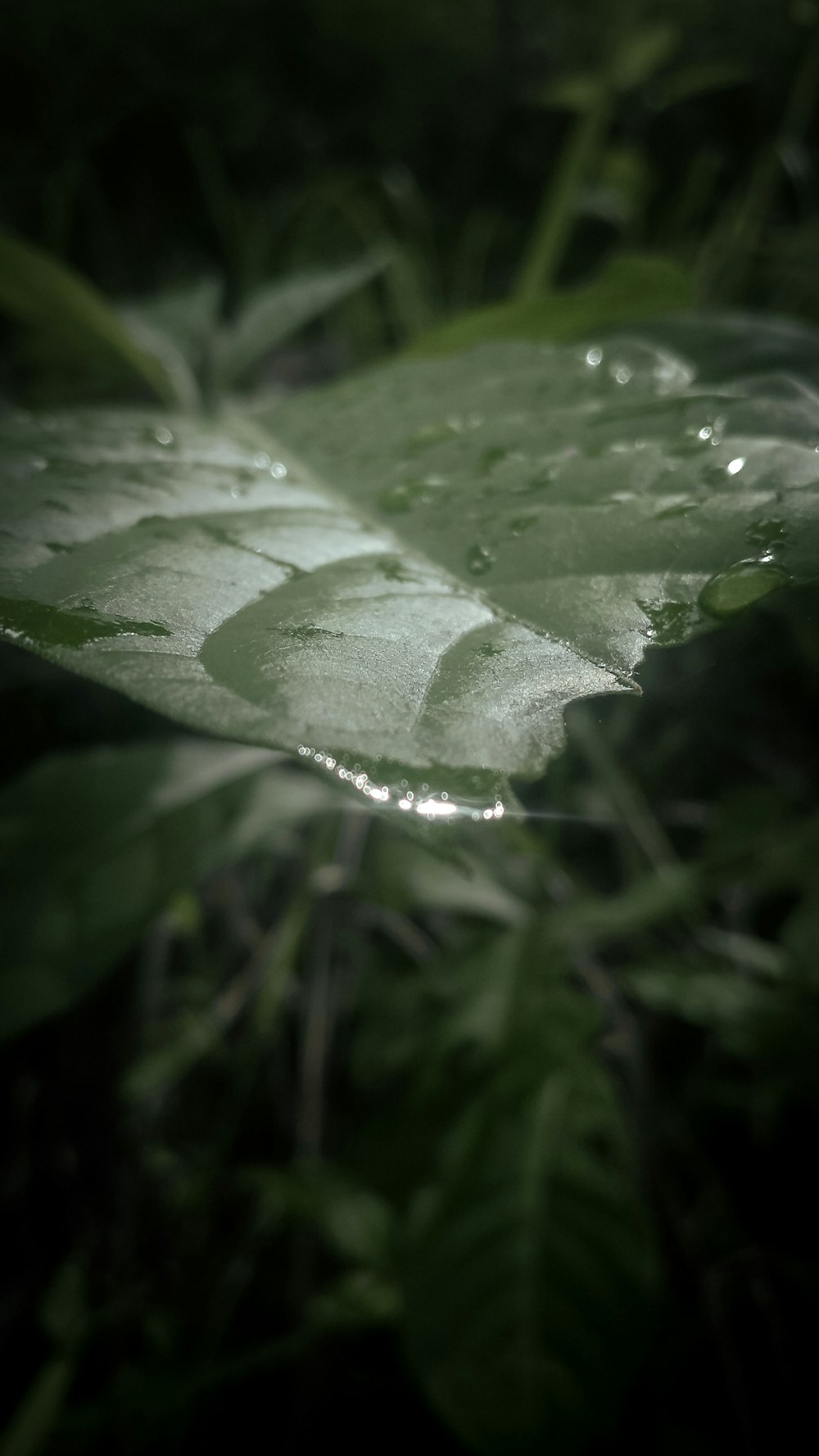 a close up of a leaf with drops of water on it