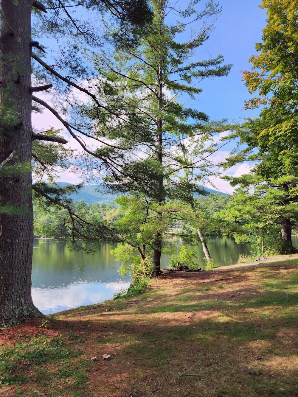 a bench sitting next to a tree near a body of water