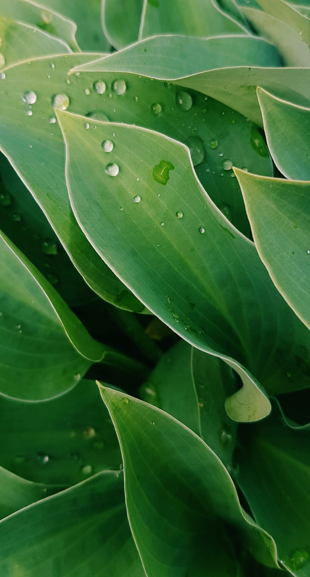 un gros plan d’une plante verte avec des gouttes d’eau